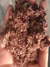 ţ������ - �����Ժ�Ϊһ��